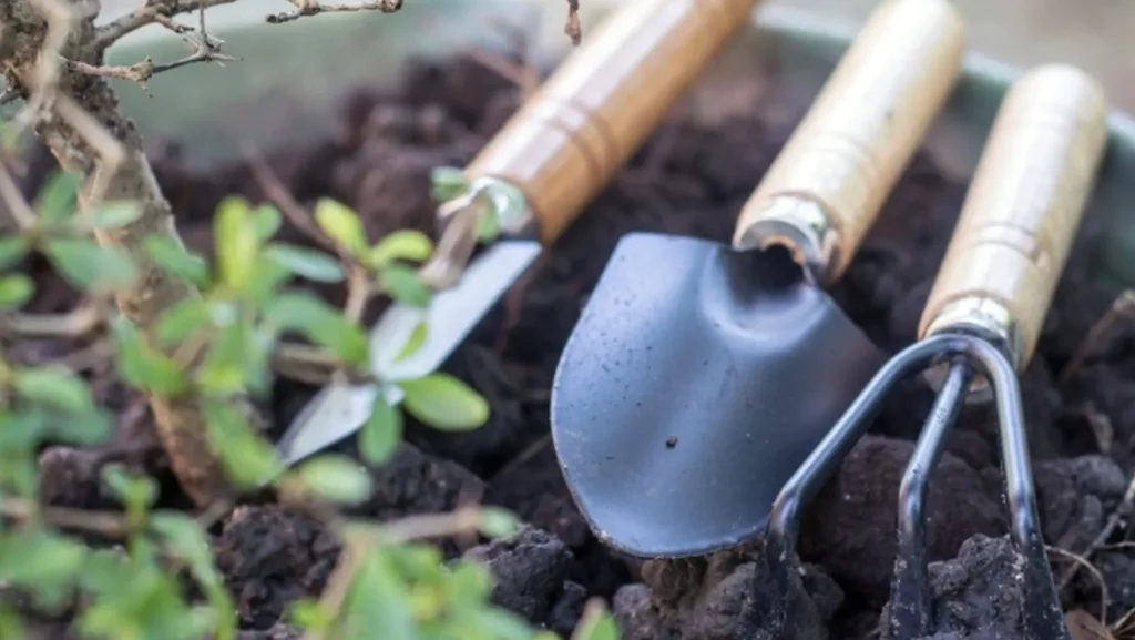 how to Repot a bonsai tree