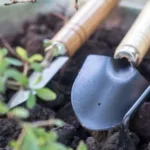 how to Repot a bonsai tree