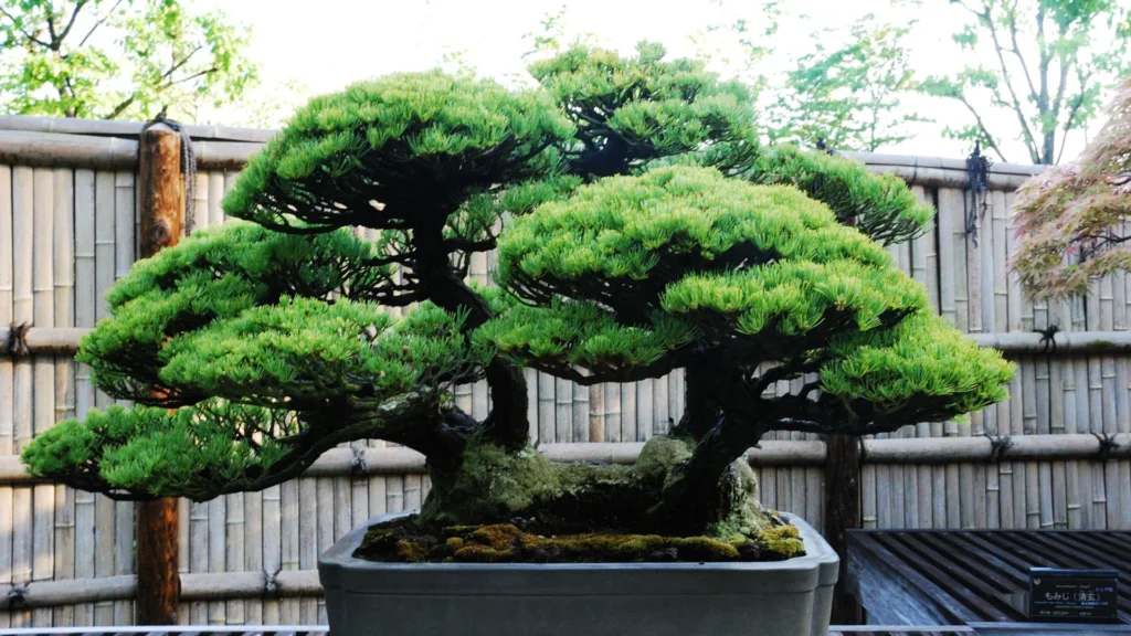 Myths About Bonsai