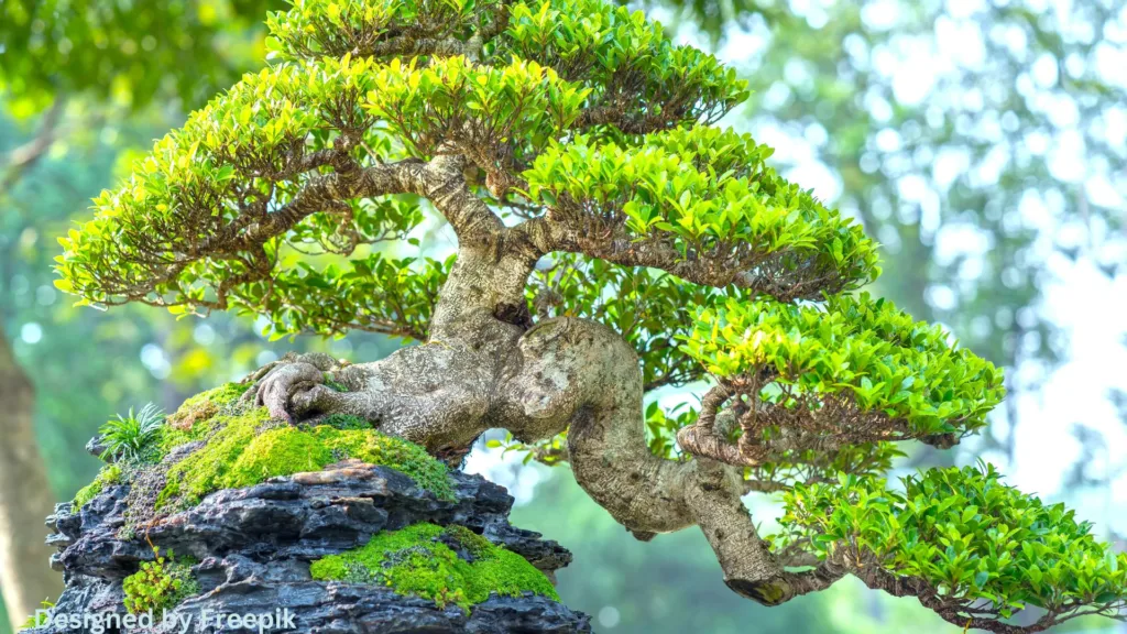 Transition Indoor Bonsai Tree Outdoors